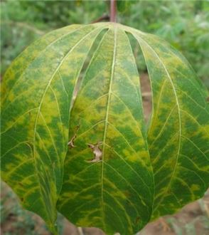 Symptoms of cassava brown streak disease on cassava leaves